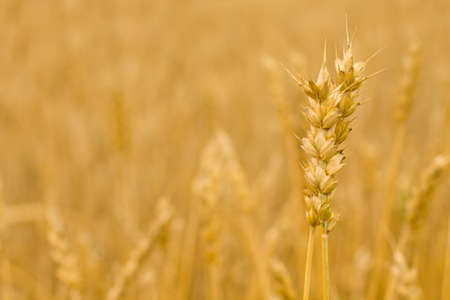 Wheat ears - Golden field, backgroundの写真素材