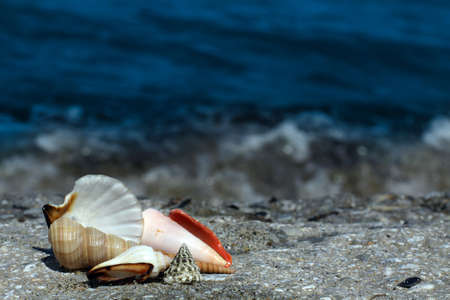 Sea shell with ocean