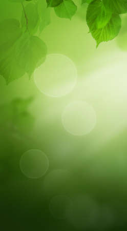 Summer Nightly Nature Background with Green Leaves in Park at Night, Green Backgroundの写真素材