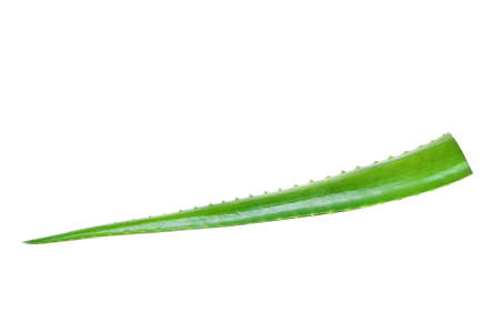 Aloe Vera Leaf Isolated on White Backgroundの写真素材
