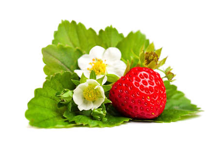 Red Strawberry Berry and Green Leaves and Flower on White Backgroundの写真素材