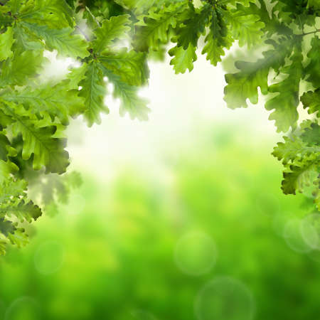 Abstract Spring Background with Green Oak Leaves, Bokeh Sparkle and Copy Space for Textの写真素材