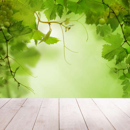 Summer Background with White Empty Wooden Board and Green Grape Leaves and Berriesの写真素材