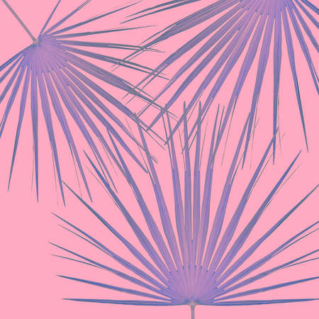 Palm leaves on pastel color, abstract minimal backgroundの写真素材