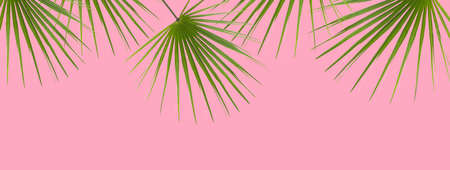 Pink Background with Green Palm Leavesの写真素材