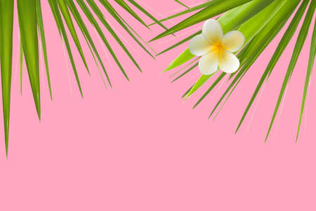 Minimal background with green palm leaves and flower on pink pastel. Minimal concept idea with copy spaceの写真素材