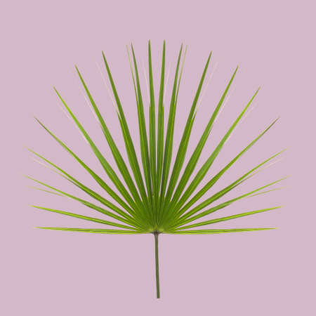 Green palm leaf on purple pastel background. Minimal concept ideaの写真素材