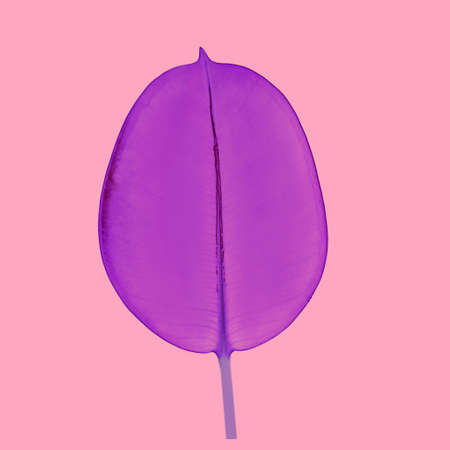 Minimal background with bright purple leaf