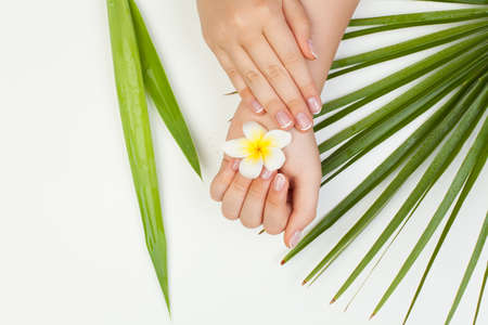 Spa manicure background with Beautiful female hands, flower and green leaves on white backgroundの写真素材