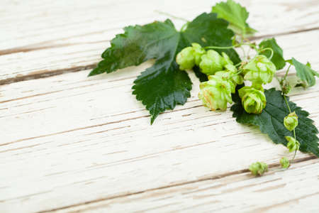 Beer hops plant on white wooden backgroundの写真素材