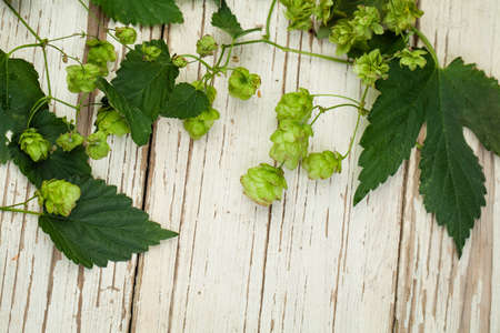 Beer hops border on white wooden background