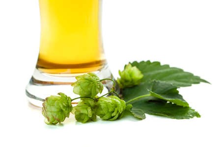 Beer hops and beer glass on white background