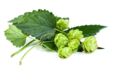 Organic hop with leaves on white backgroundの写真素材