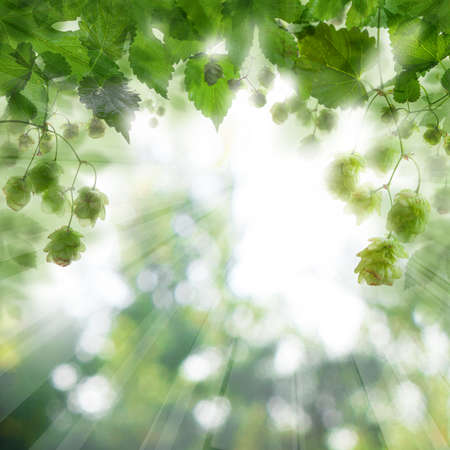 Beer hops leaves background with abstract bokeh lightの写真素材