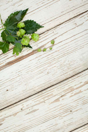 Organic hop plant on white old wooden table. Beer hops on wooden board backgroundの写真素材