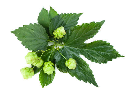 Beer hop on white background, top view