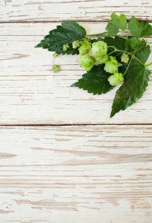 Beer hops. Hop plant on white wooden backgroundの写真素材