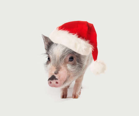 Cute little pig in Santa hat on white backgroundの写真素材