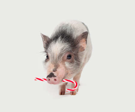 Cute little pig with red lollipop on white backgroundの写真素材