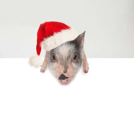Christmas pig in Santa hat with white empty paper banner background. Christmas and New Year conceptの写真素材