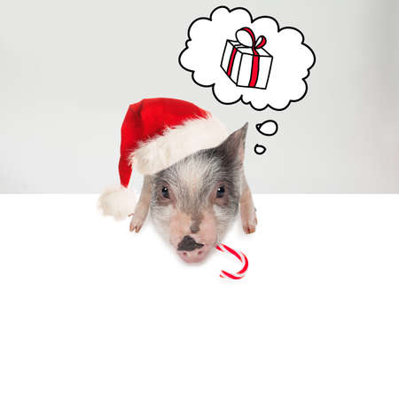 Cute pig in Santa hat holding white banner board background. Christmas and New Year conceptの写真素材