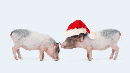 Two little pig in Santa hat on white backgroundの写真素材