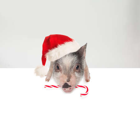 Christmas pig with Xmas candy, Santa hat and white empty paper banner background. Christmas and New Year conceptの写真素材