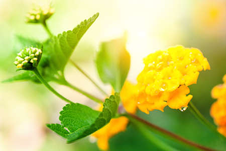 Beautiful flowers closeup on blurredの写真素材