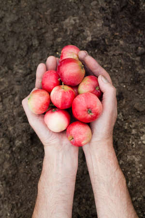 Perfect fresh red apples. Two hands holding a red apples on soil backgroundの写真素材
