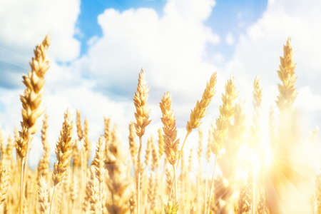 Field with yellow wheat and blue sky with sunlightの写真素材