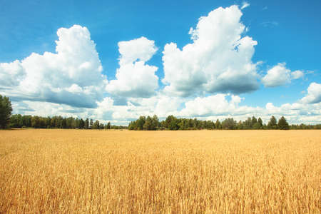 Field with yellow wheat and blue skyの写真素材