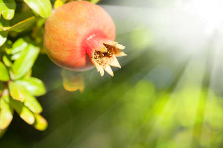 Pomegranate fruit on abstract green leaves background outdoorsの写真素材