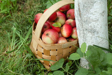 Apples in the basket on the background of green grass. Top view Close-up