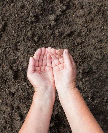 human female hands on brown soil backgroundの写真素材