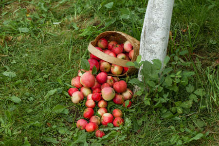 Apples in the basket on the background of green grass. Top view Close-upの写真素材