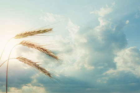 Ripe wheat ears on blue sky  with sunlight.の写真素材