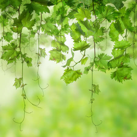 Fresh Green leaves with sunlightの写真素材