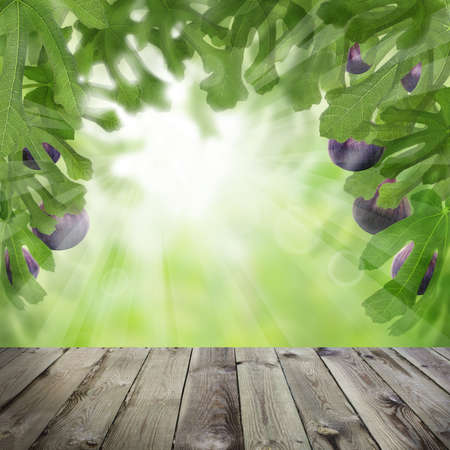 Figs tree garden and dark wooden table. Sunlight conceptの写真素材