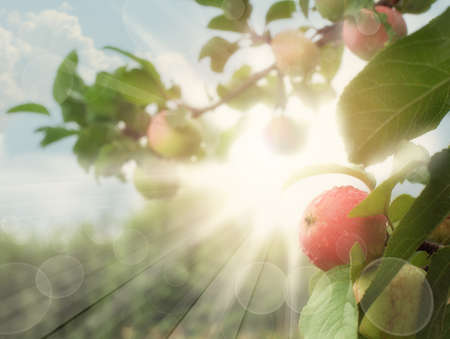 Bright Red and green Apples With Sunlightの写真素材