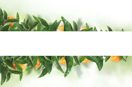 White banner on tangerines green leaves. Fruit concept with mandarinの写真素材