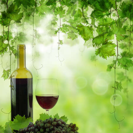 Bottle and glass of red wine in vineyard. Vineyard in morning light, bottle of red wine on the tableの写真素材