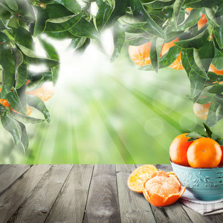Tangerines on dark wooden table in Green garden. Fruits in plateの写真素材