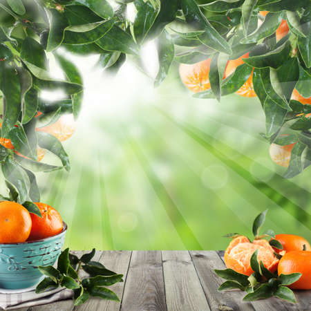 tangerines on wooden table with sunlight. Green garden conceptの写真素材