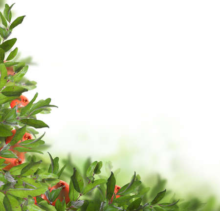 Pomegranate tree with fruits on white backroundの写真素材