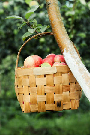 Red apples in the basket on the treeの写真素材