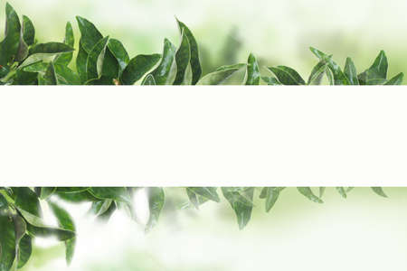 tangerines garden on green backround with sunlight. Mandarin  leaves with white paperの写真素材