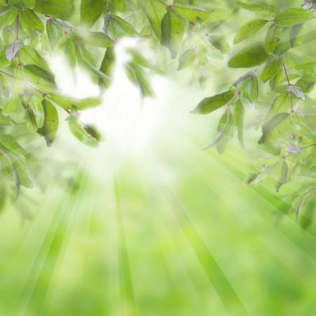 Pomegranate tree on green background with sunlightの写真素材
