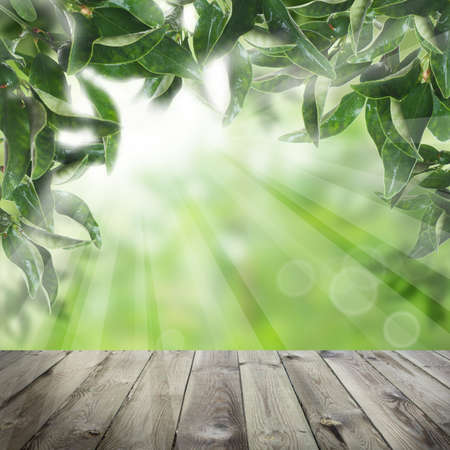 Green garden and wooden table. Concept natureの写真素材