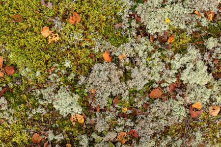 Colorful moss background - polytrichum formosum. At the forest floorの写真素材
