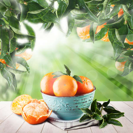 Tangerines leaves on green background with sunlight. Fruit concept with mandarinの写真素材